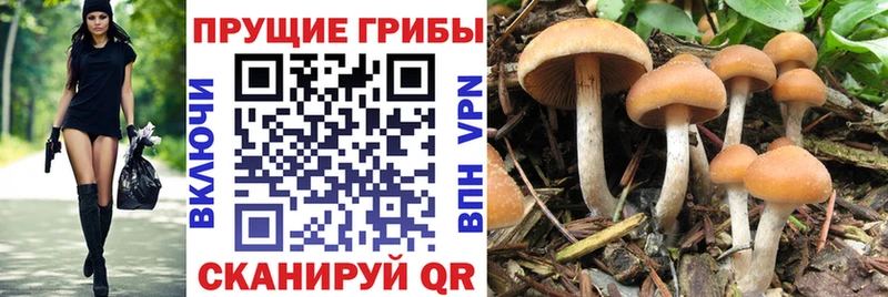 Галлюциногенные грибы ЛСД  Купить  Нытва 
